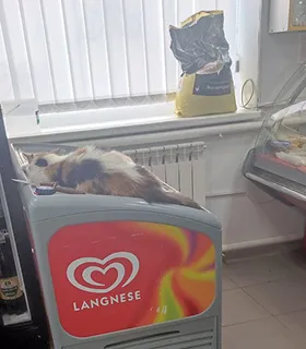 Магазини в Сватово